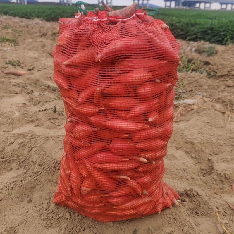 【现挖现发】新鲜烟薯25产地直供严格挑选品质保障