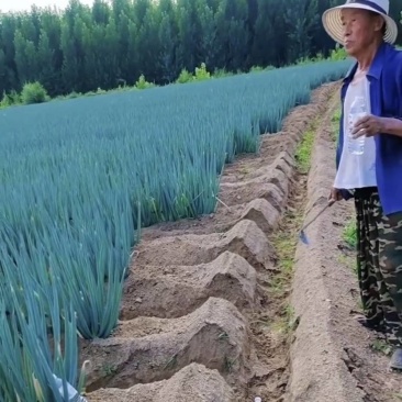河间钢葱