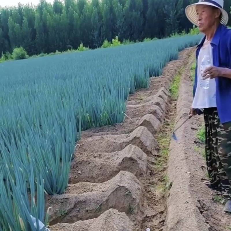 河间钢葱