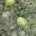 甘肃山丹西瓜，产地大量上市，对接市场超市档口，价格便宜