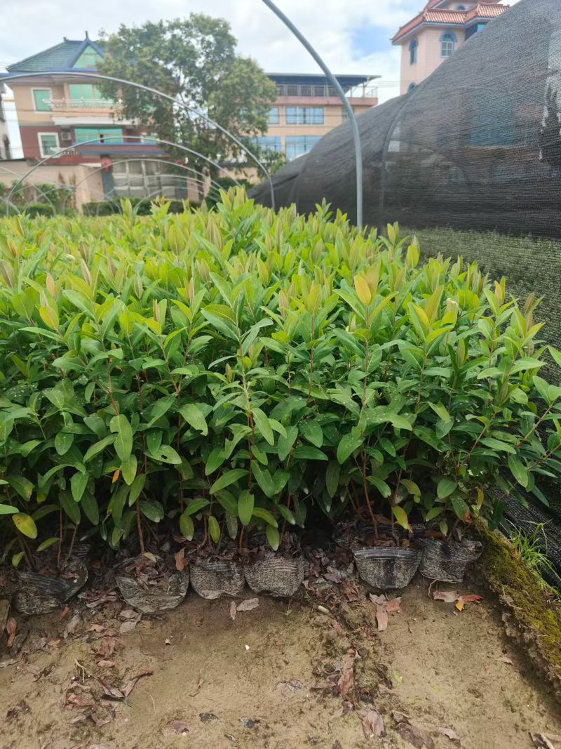金丝桃大杯高度45cm，基地有量，欢迎来一亩田订购。