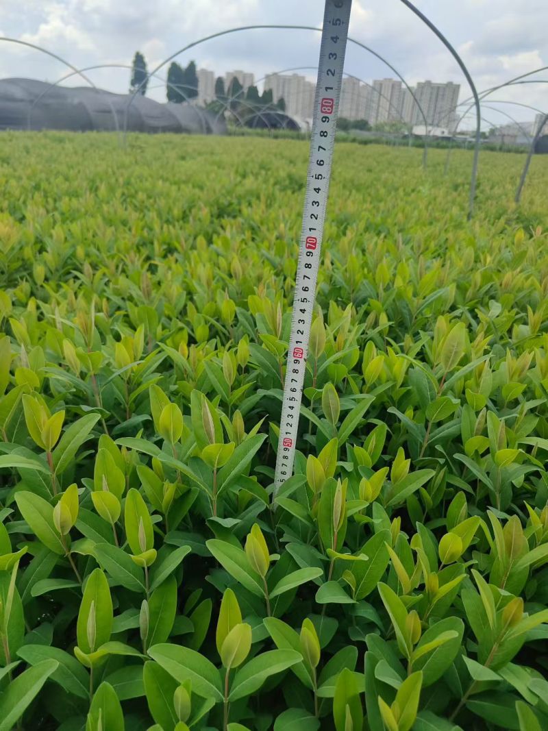 金丝桃大杯高度45cm，基地有量，欢迎来一亩田订购。