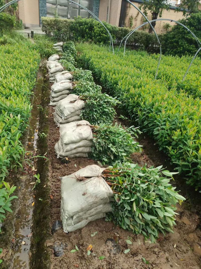 金丝桃大杯高度45cm，基地有量，欢迎来一亩田订购。