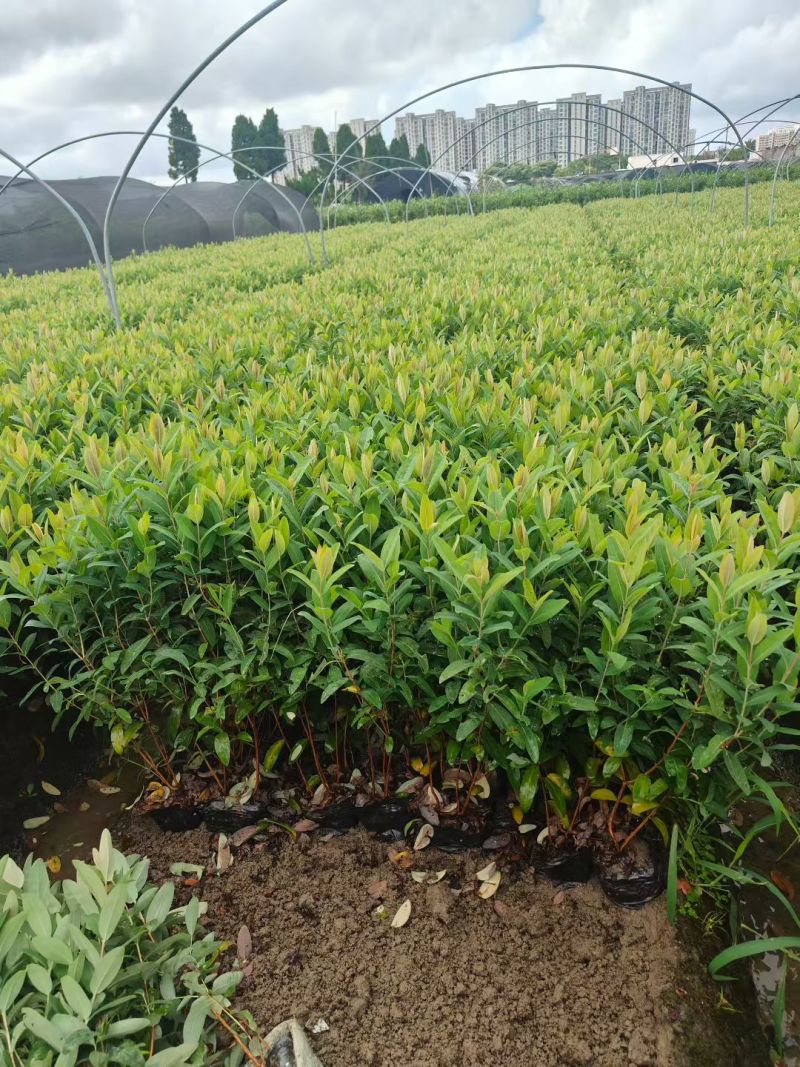 金丝桃大杯高度45cm，基地有量，欢迎来一亩田订购。
