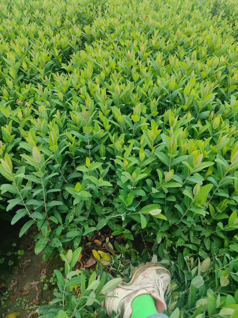 金丝桃大杯高度45cm，基地有量，欢迎来一亩田订购。