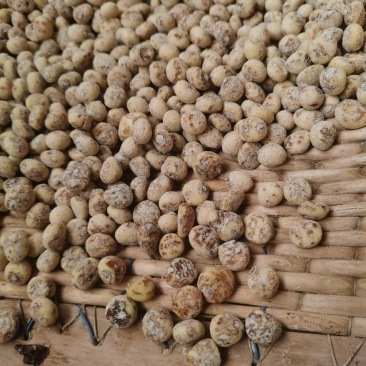 新疆54团油莎豆产地直发