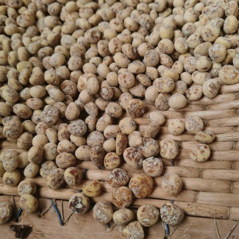 新疆54团油莎豆产地直发