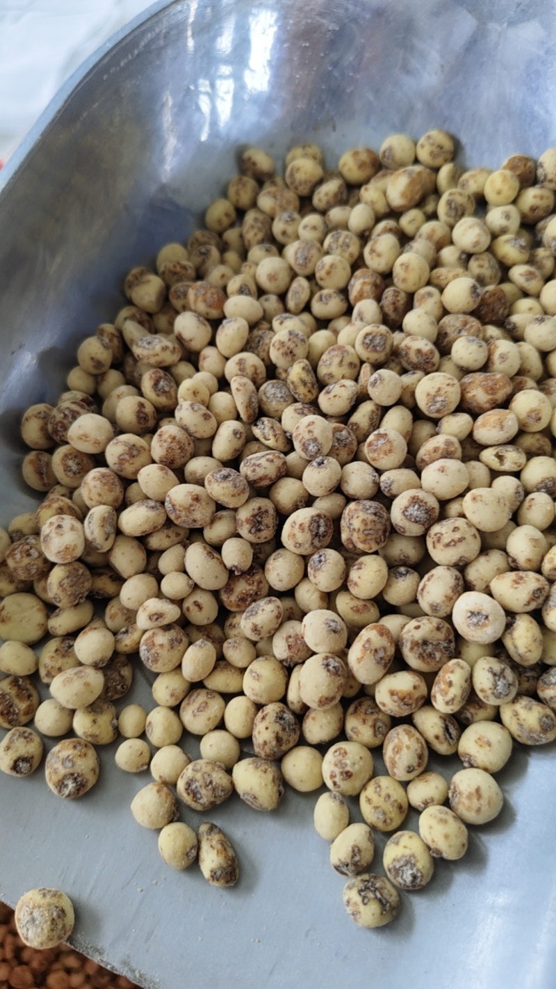 新疆54团油莎豆产地直发