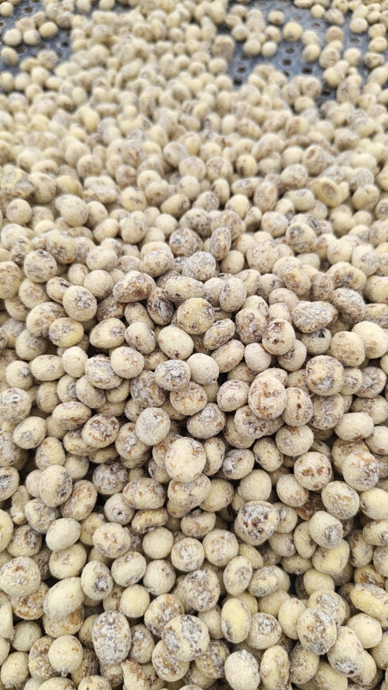 新疆54团油莎豆产地直发