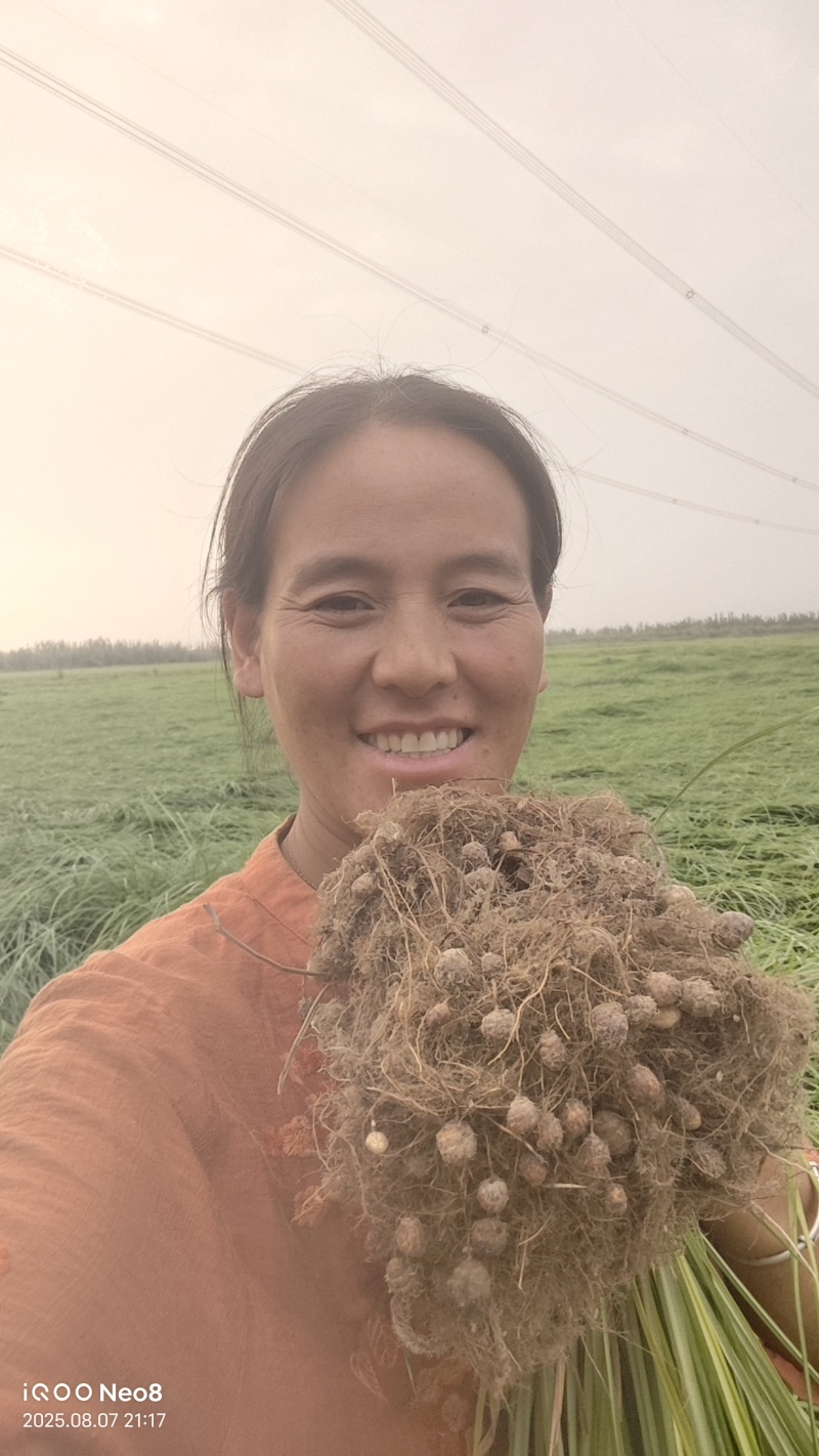 新疆54团油莎豆产地直发