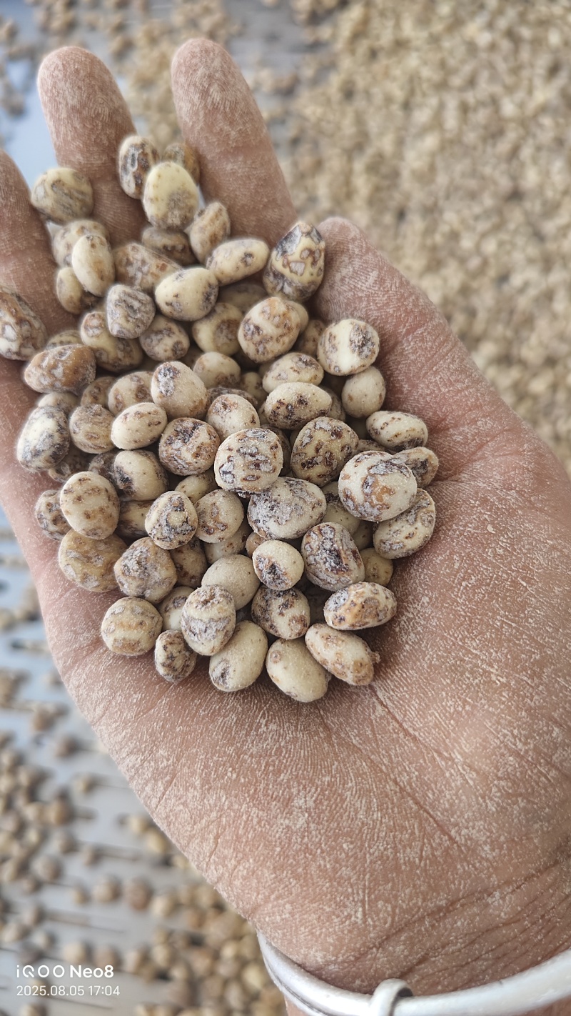新疆54团油莎豆产地直发