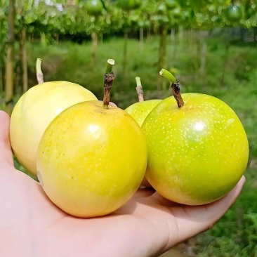 【爆汁香甜】正宗钦蜜9号百香果黄金现摘现发孕妇新鲜应当季