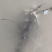 活鱼
