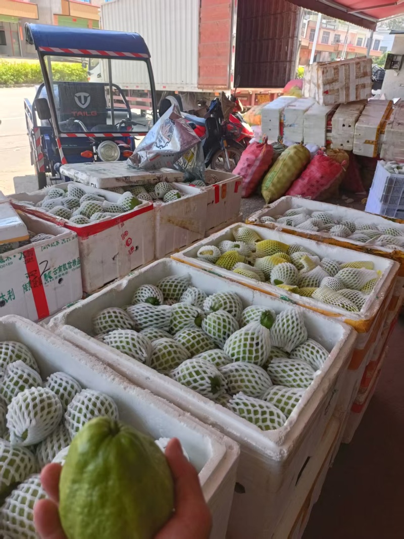 精品红心芭乐钻石芭乐，一手货源，品质保证，可对接电商商超等