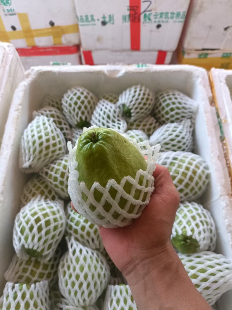 精品红心芭乐钻石芭乐，一手货源，品质保证，可对接电商商超等