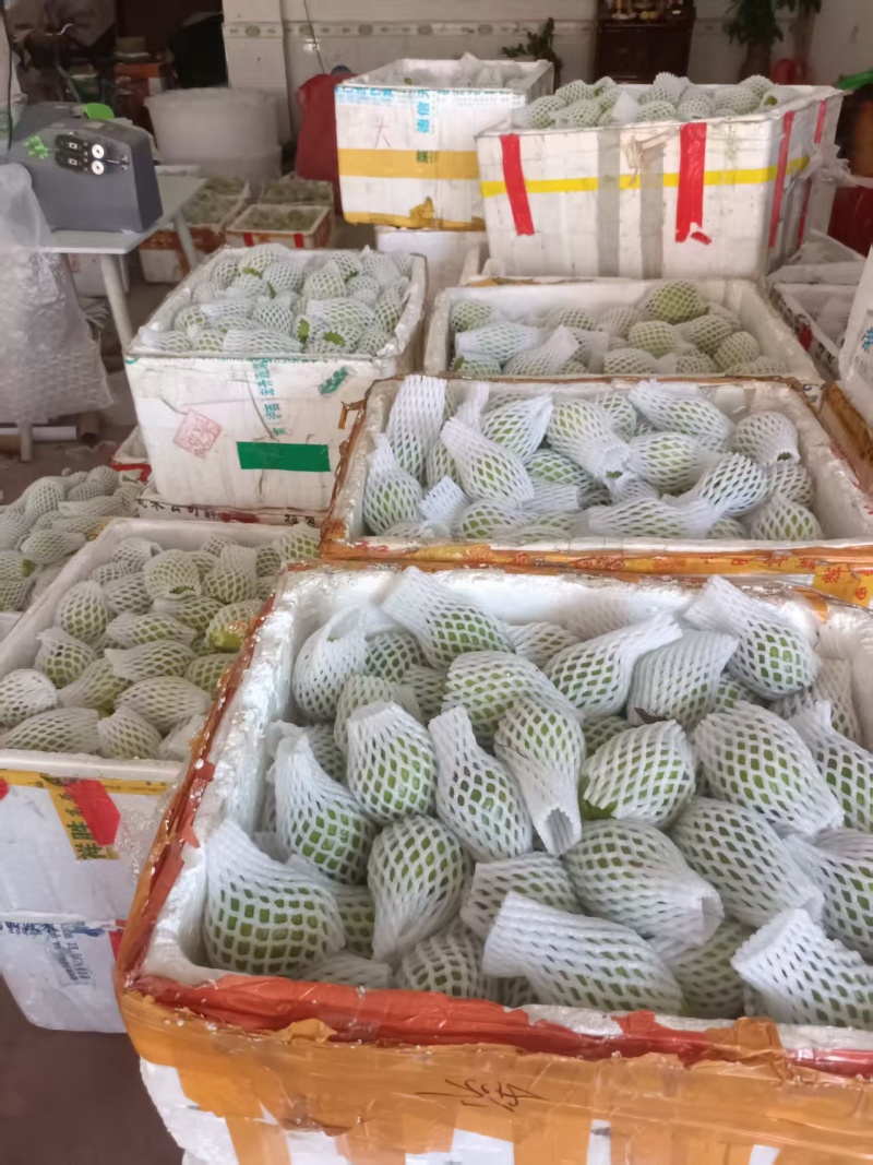 精品红心芭乐钻石芭乐，一手货源，品质保证，可对接电商商超等