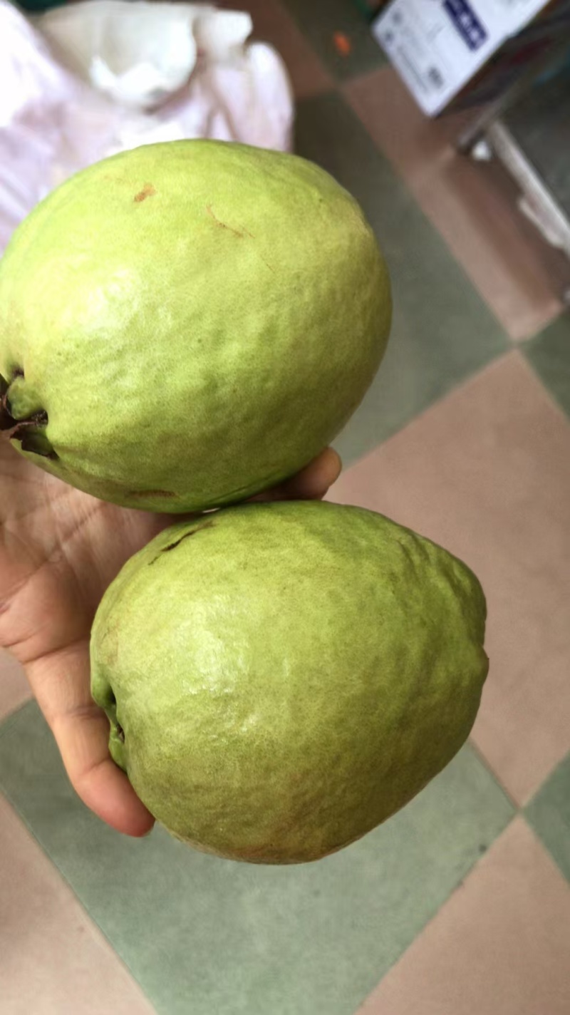 精品红心芭乐钻石芭乐，一手货源，品质保证，可对接电商商超等