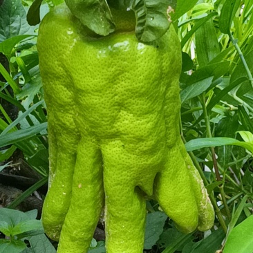 广佛手