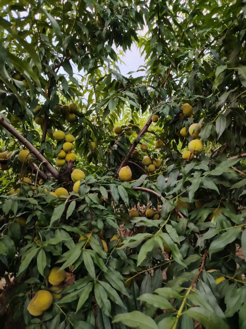 锦绣黄桃