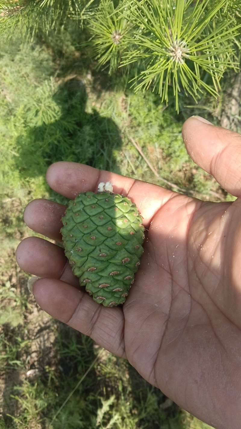 鲜油松塔