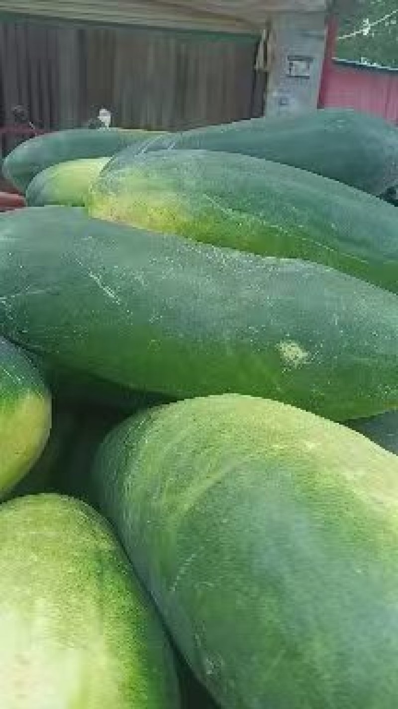 黑皮冬瓜
