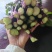 红油菜苔