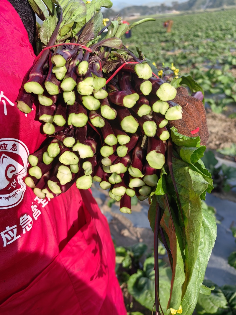红油菜苔