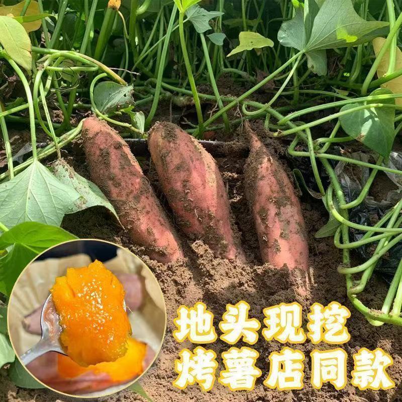 山东烟薯西瓜红薯，303，紫薯电商货一件代发