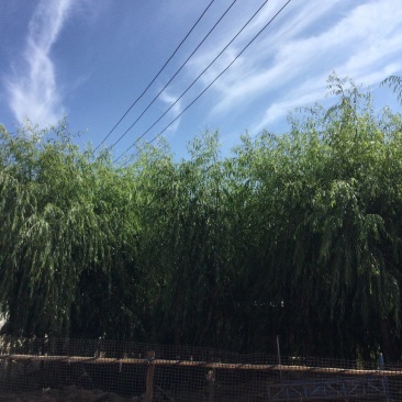 垂柳长势良好给钱就卖