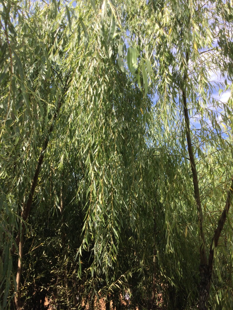 垂柳长势良好给钱就卖