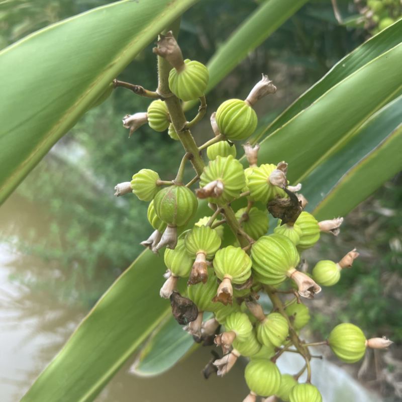 砂仁