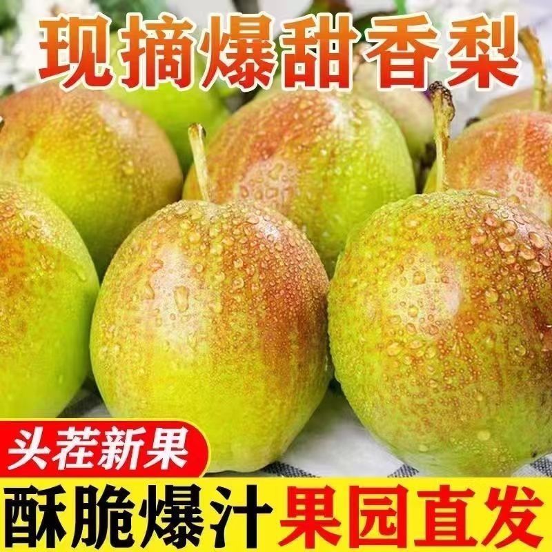 红香酥梨