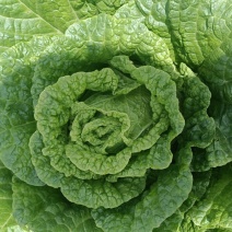 山地白菜