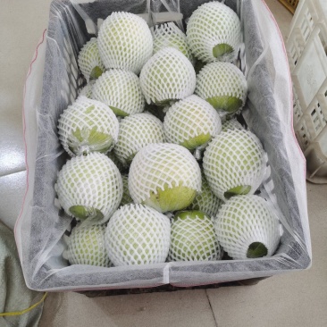 膜袋皇冠梨，量大质优