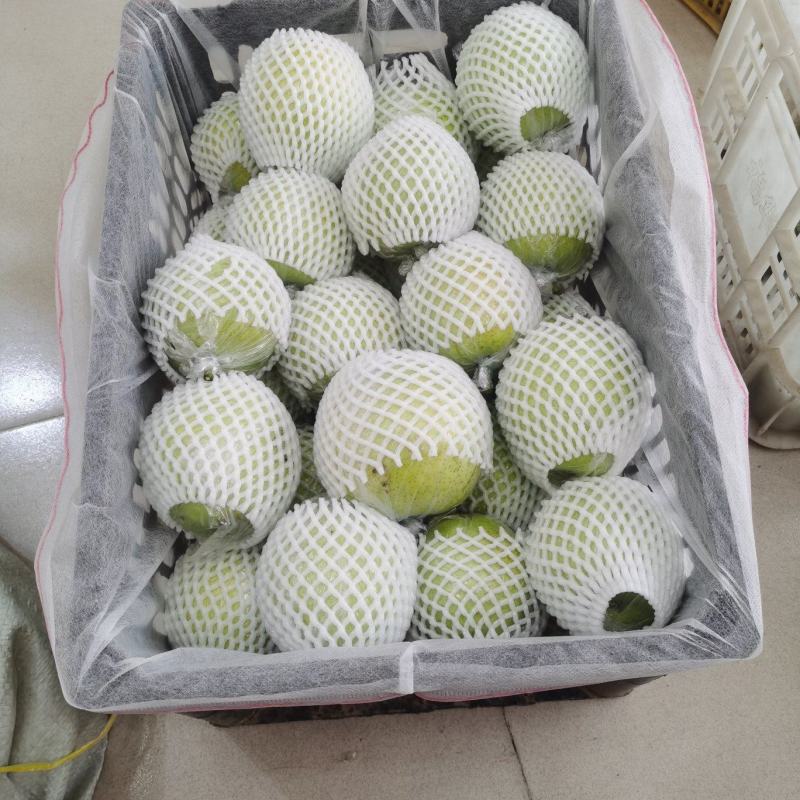 膜袋皇冠梨，量大质优