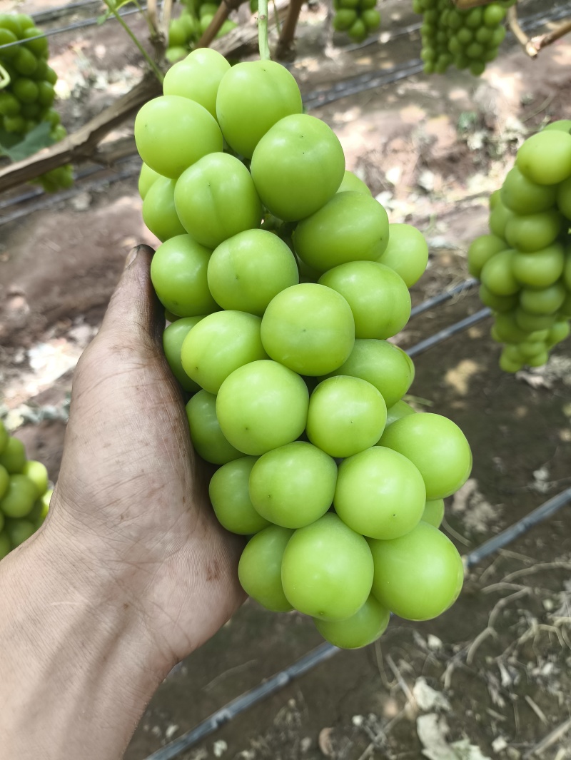 西昌德昌阳光玫瑰（代办）代发市场供货