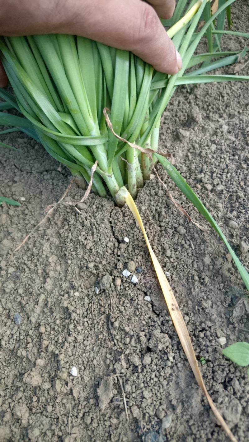 精品韭菜产地直发，可视频看货，欢迎咨询采购