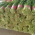 精品韭菜产地直发，可视频看货，欢迎咨询采购