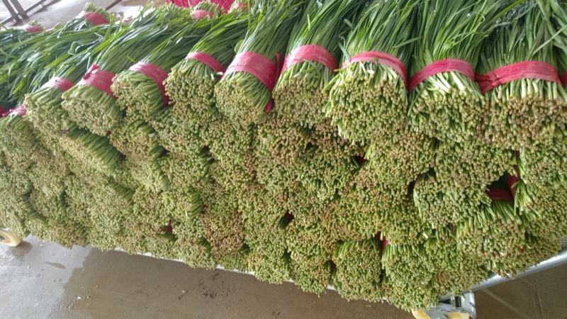 精品韭菜产地直发，可视频看货，欢迎咨询采购