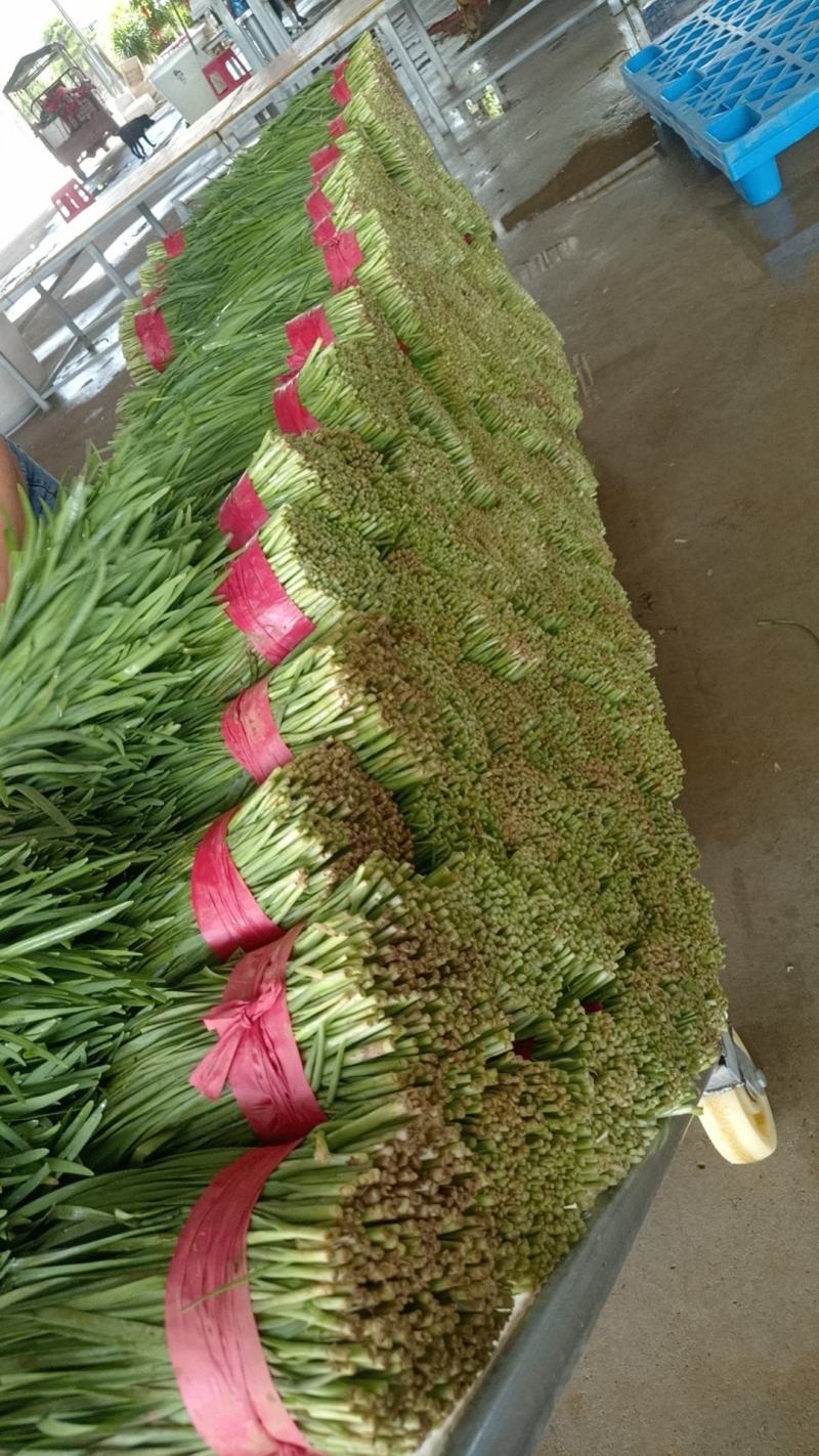 精品韭菜产地直发，可视频看货，欢迎咨询采购