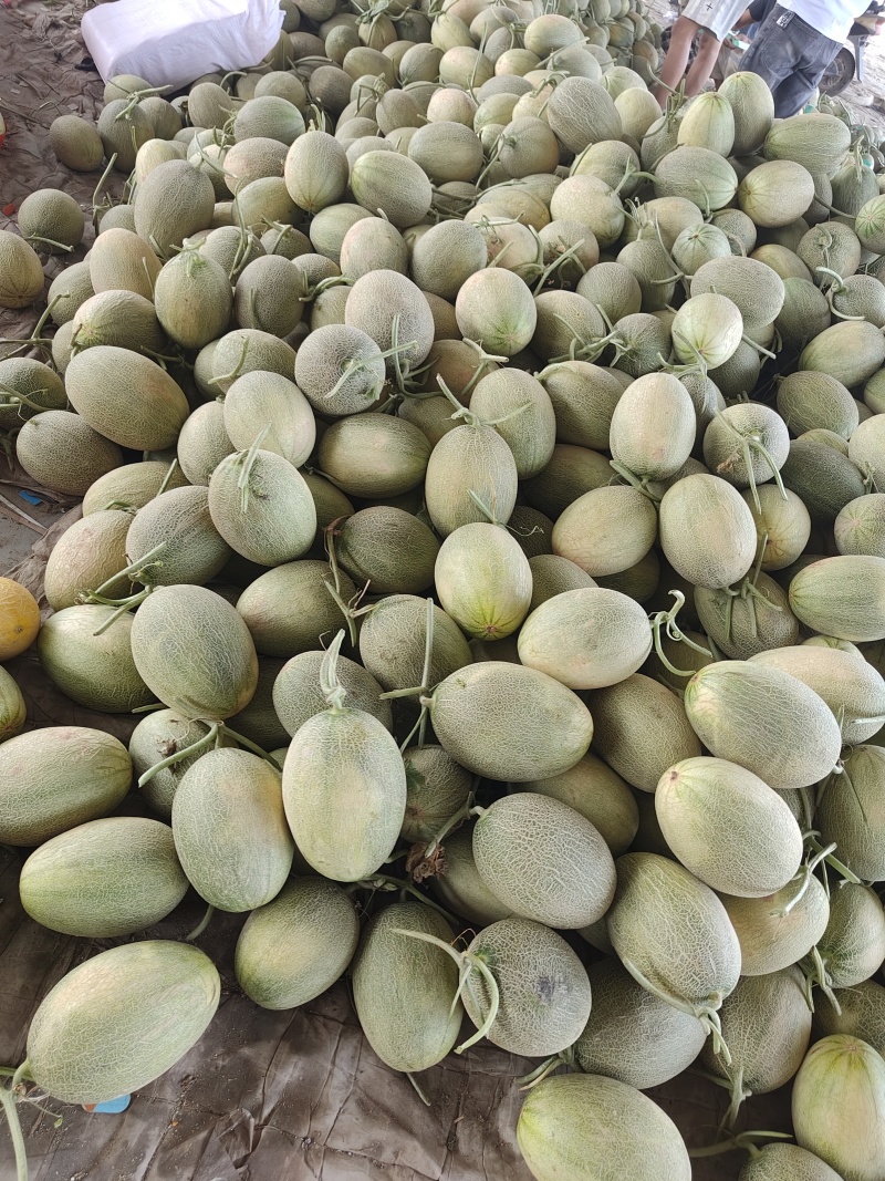 甘肃西州蜜