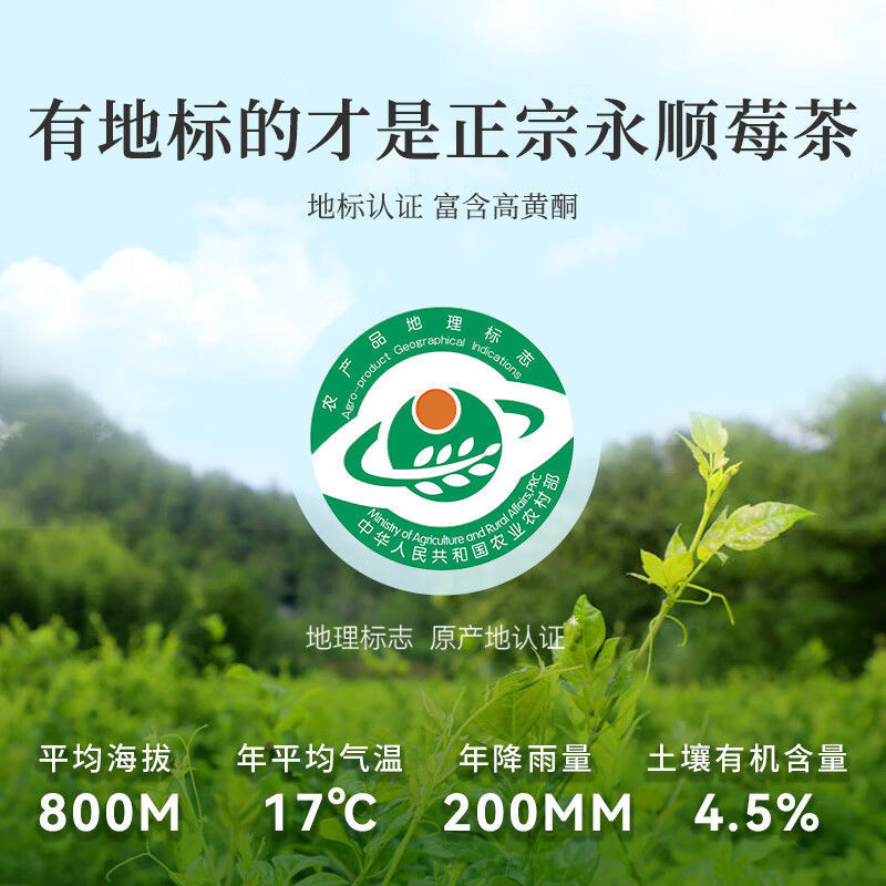 莓茶野生正宗湖南湘西土家龙须嫩芽尖云雾茶叶袋装5