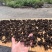 九蒸九晒野生黄精