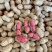 四川新鲜花生金堂红米两粒红机洗红米花生手选花生供应稳定