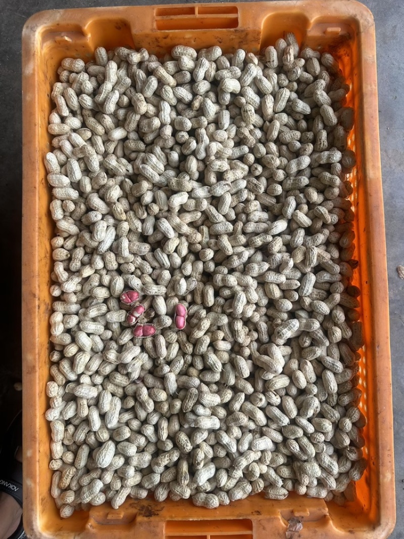 四川新鲜花生金堂红米两粒红机洗红米花生手选花生供应稳定