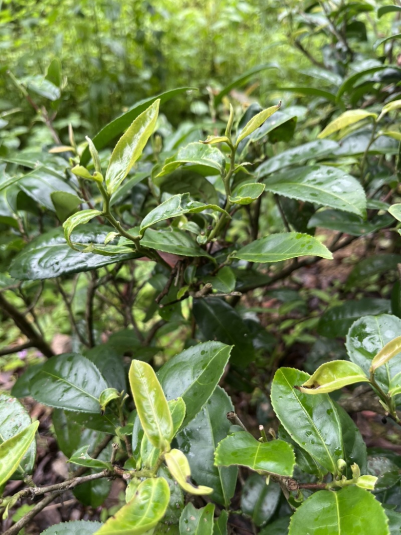 紫金绿茶，口粮茶