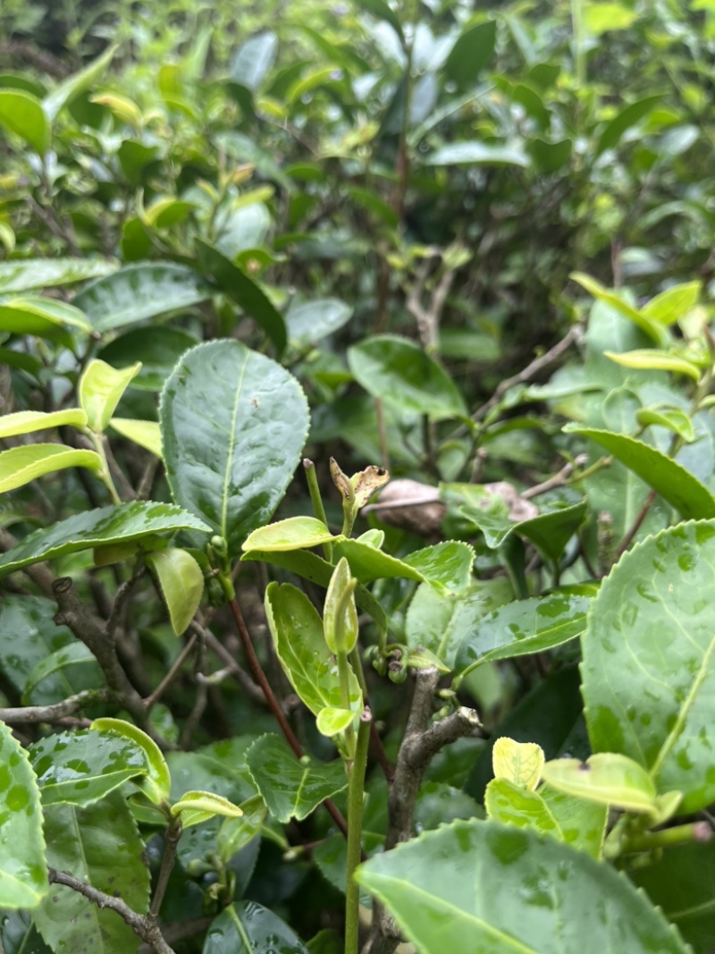 紫金绿茶，口粮茶