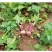 补血菜甜菜根新鲜现挖农残合格红菜头甜菜头紫菜头可泡菜榨汁