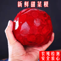 补血菜甜菜根新鲜现挖农残合格红菜头甜菜头紫菜头可泡菜榨汁