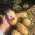 实验一和沃土五号物美价廉质量**有需求的可联系